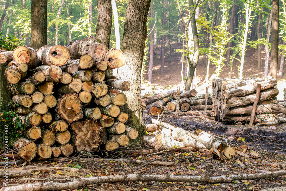 Tree felling in the forest