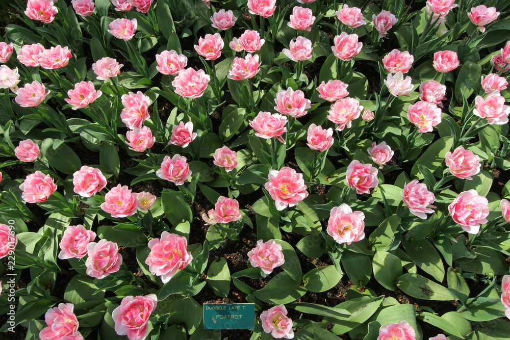 Multicolors flowerbeds in the Keukenhof parc, The Netherlands Multicolors flowerbeds in the Keukenhof parc, The Netherlands
