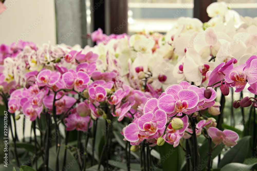Color blooming orchid - Phalaenopsis