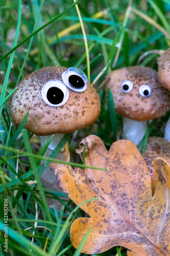 Brown mushrooms in grass with artificial eyes