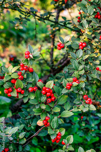 Red berries (cotoneaster horizontalis) in the garden.