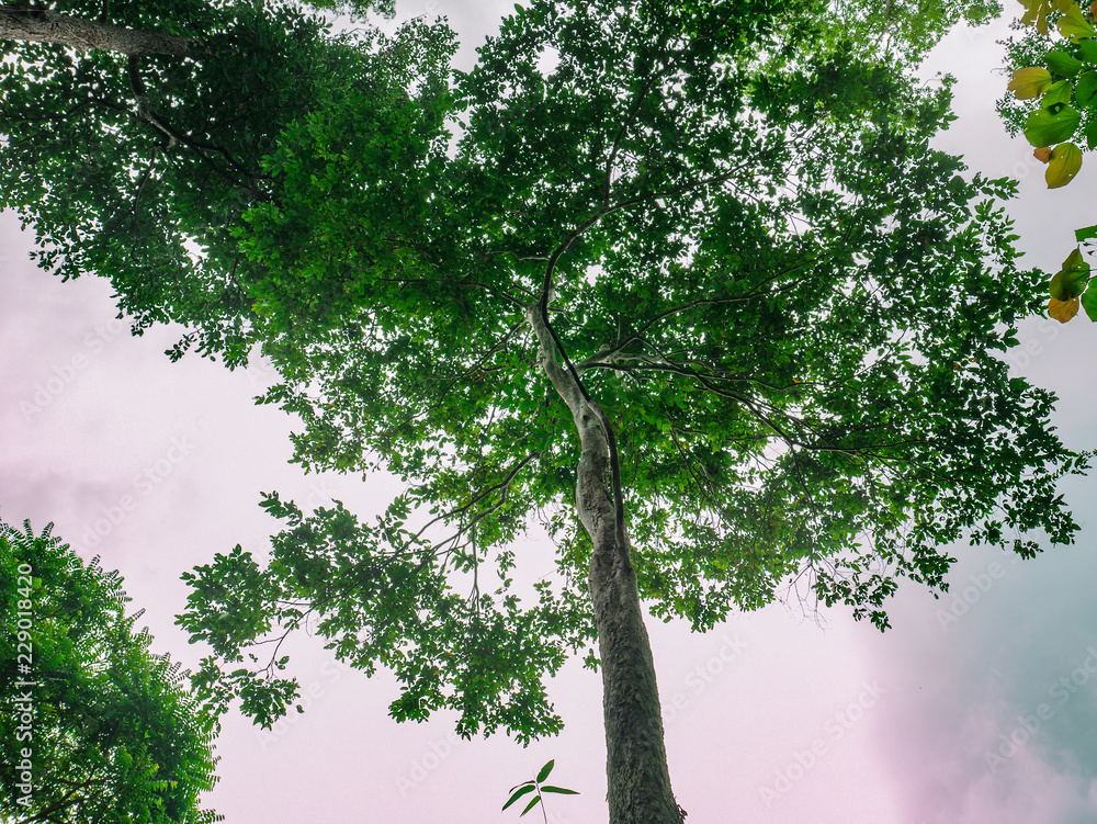 Fototapeta premium Look up to the Giant tree in the way to the top of Khao Luang mountain in Ramkhamhaeng National Park,Sukhothai province Thailand