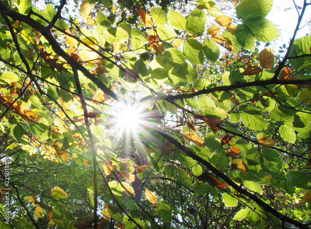 Obraz premium Sonnenstrahlen im Herbstwald