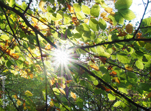 Sonnenstrahlen im Herbstwald