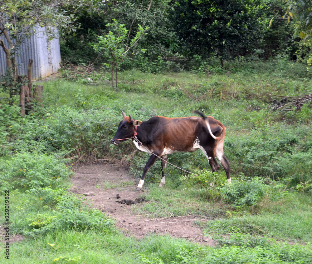 vache sacrée en Thaïlande vache sacrée en Thaïlande