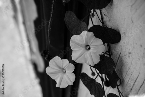 Moonflower Noir photo