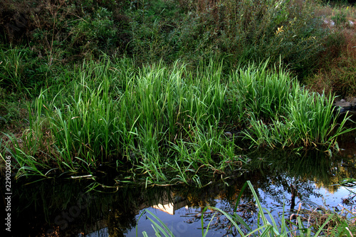 river in forest