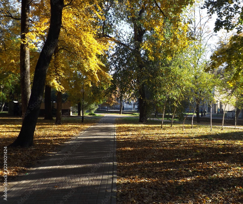autumn in the park autumn in the park