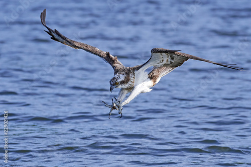 Osprey (Pandion haliaetus)