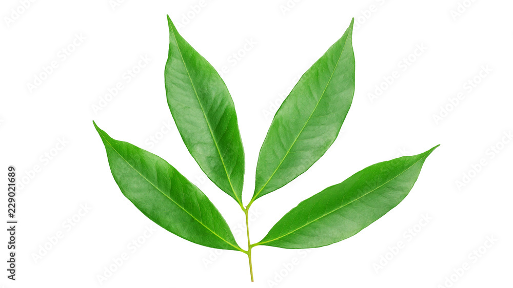 Green lychee leaf on a white background. Green lychee leaf on a white background.