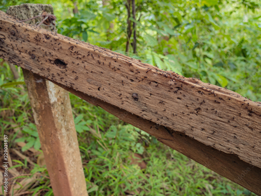 Ants on Wooden handrails in the way to the top of Khao Luang mountain in Ramkhamhaeng National Park,Sukhothai province Thailand Ants on Wooden handrails in the way to the top of Khao Luang mountain in Ramkhamhaeng National Park,Sukhothai province Thailand