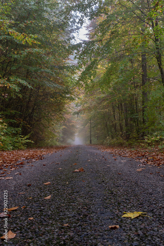 A local road in a deciduous misty forest. Branches of deciduous trees in the fog.