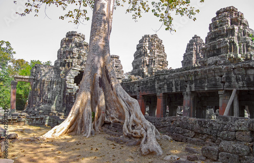 Big banyan tree of the temple tree Ta Prohm. Angkor Thom. Cambodia photo