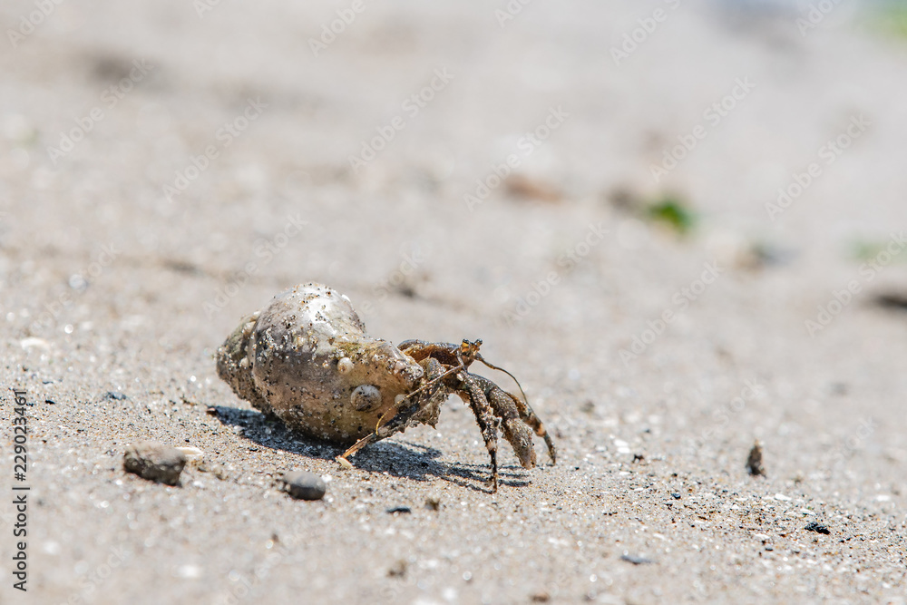 Small mollusk hermit crab crawling out of shell on a beach of Pacific Ocean, Oregon.