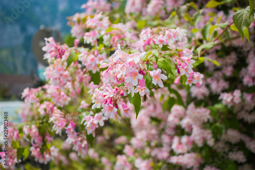 Closeup pink flowers in the green garden. Sakura blossoms over blurred background