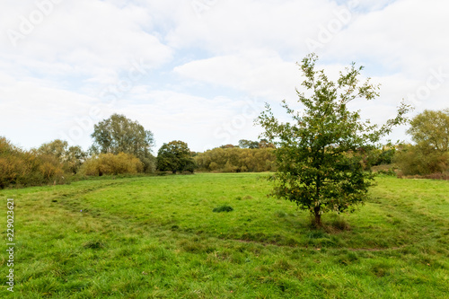 small oak tree in a field