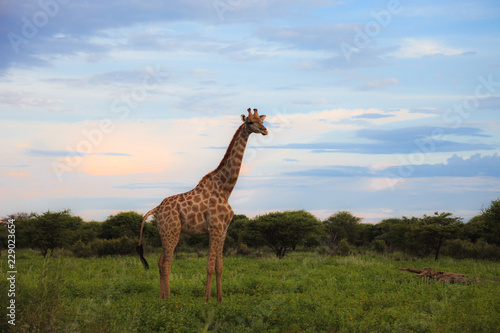 giraffe in the bush at sunset against the sky   in the Etosha Park 