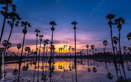 Colorful of sunrise sky with palm trees