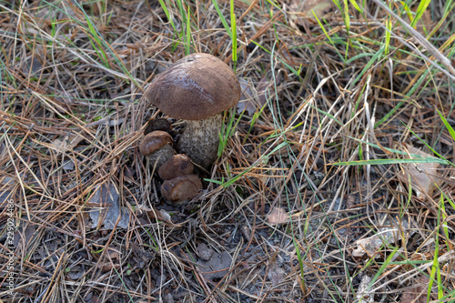 A large fungus growing in a deciduous forest. Forest fruits located on moss and grasses.