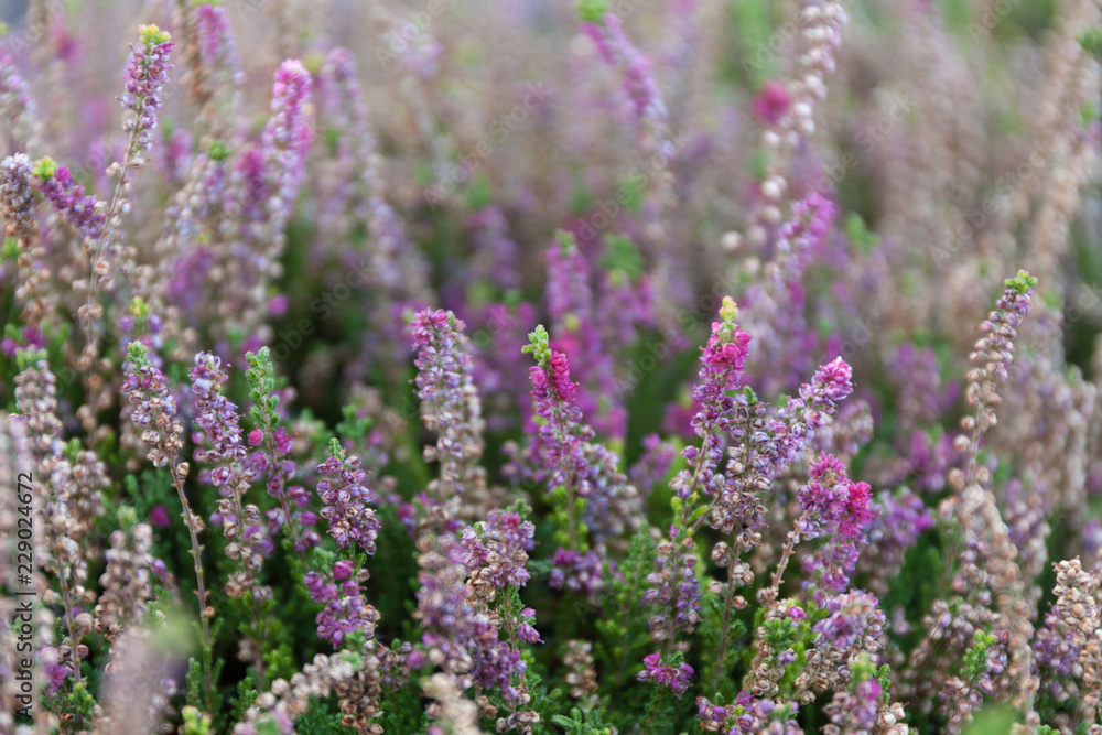 Beautiful blooming heather in a wild field. Beautiful blooming heather in a wild field.