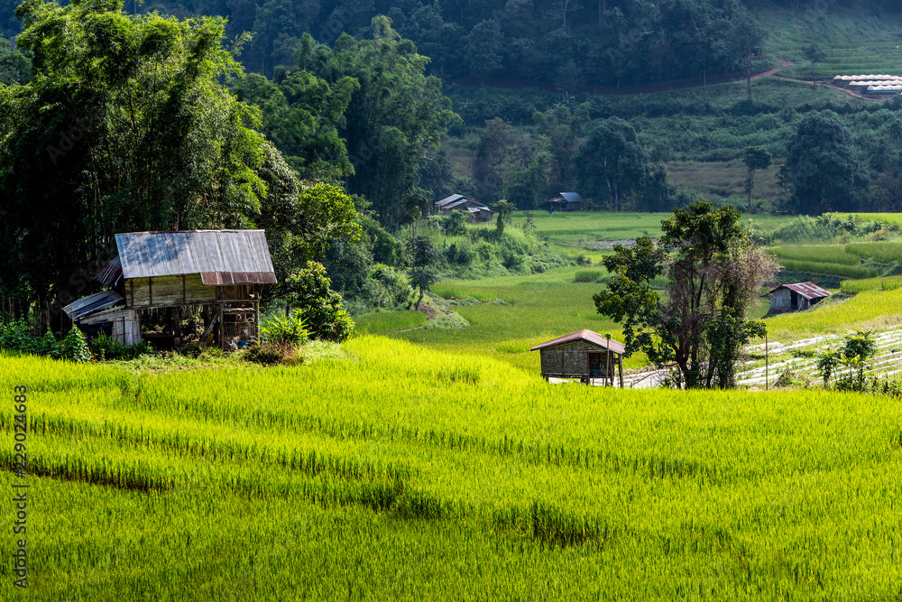 Rice field on the hill in Chiang Mai, Thailand