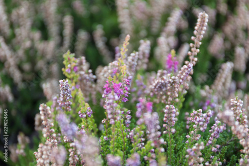 Planting and care for heather bushes.