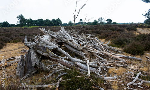 Dried Tree branches piled up