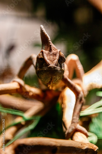Beautiful lizard of the Yemen Chameleon, Veiled Chameleon, Chamaeleo calyptratus