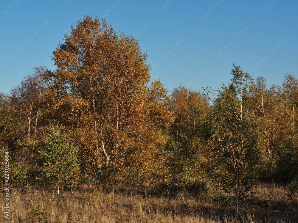 Trees with autumn foliage and a blue sky in Fairburn Ings nature reserve, Yorkshire, England