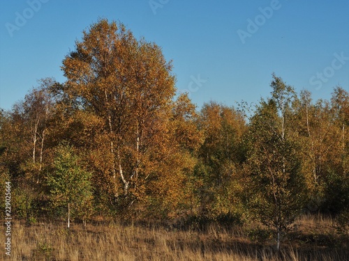 Trees with autumn foliage and a blue sky in Fairburn Ings nature reserve, Yorkshire, England