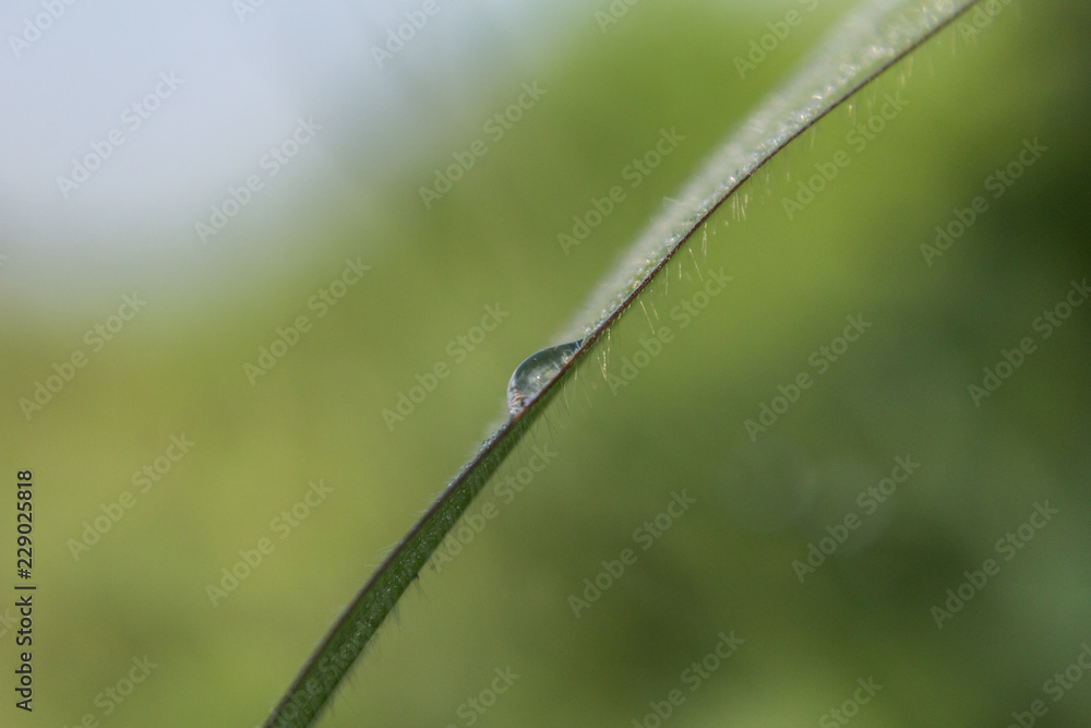Dew drop, after rain, morning dew drop on blade of green grass Dew drop, after rain, morning dew drop on blade of green grass