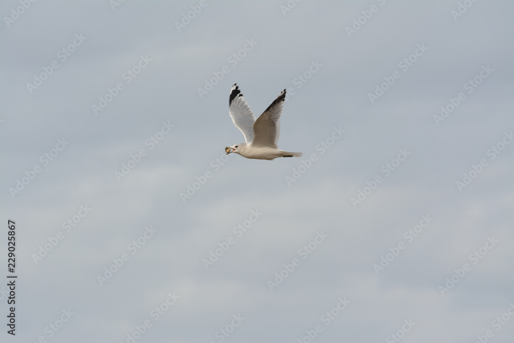 Obraz premium Seagull flying with a cockle shell in it's beak
