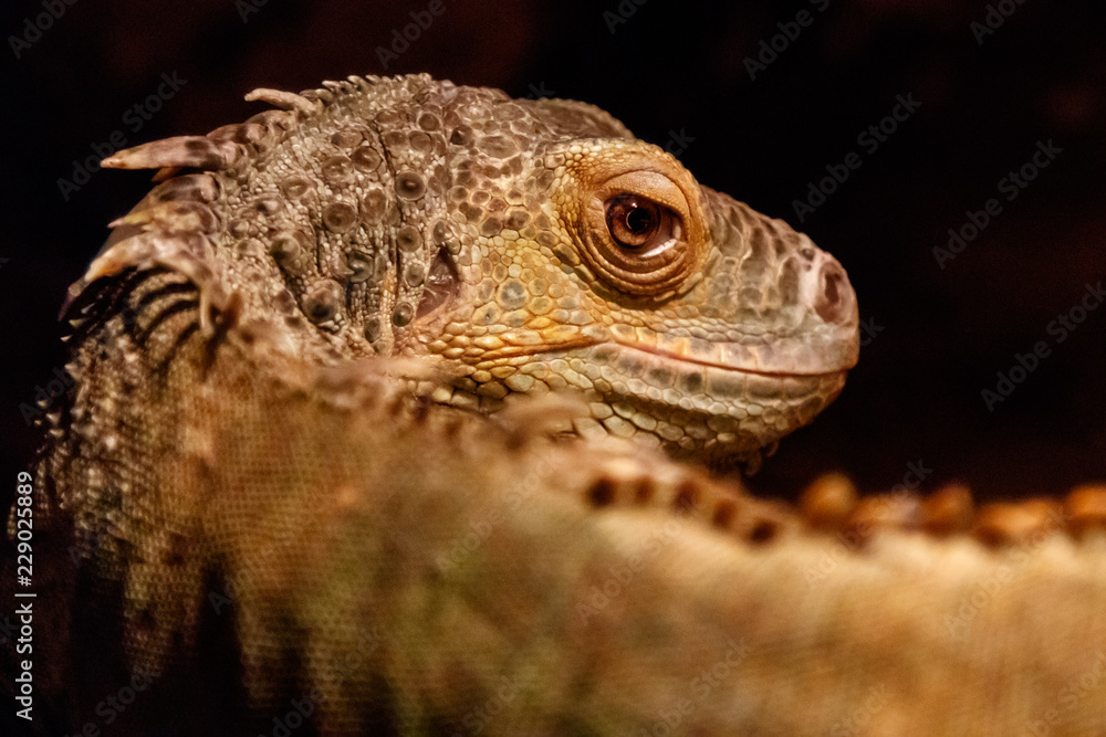 Beautiful iguana green, Iguana iguana Beautiful iguana green, Iguana iguana