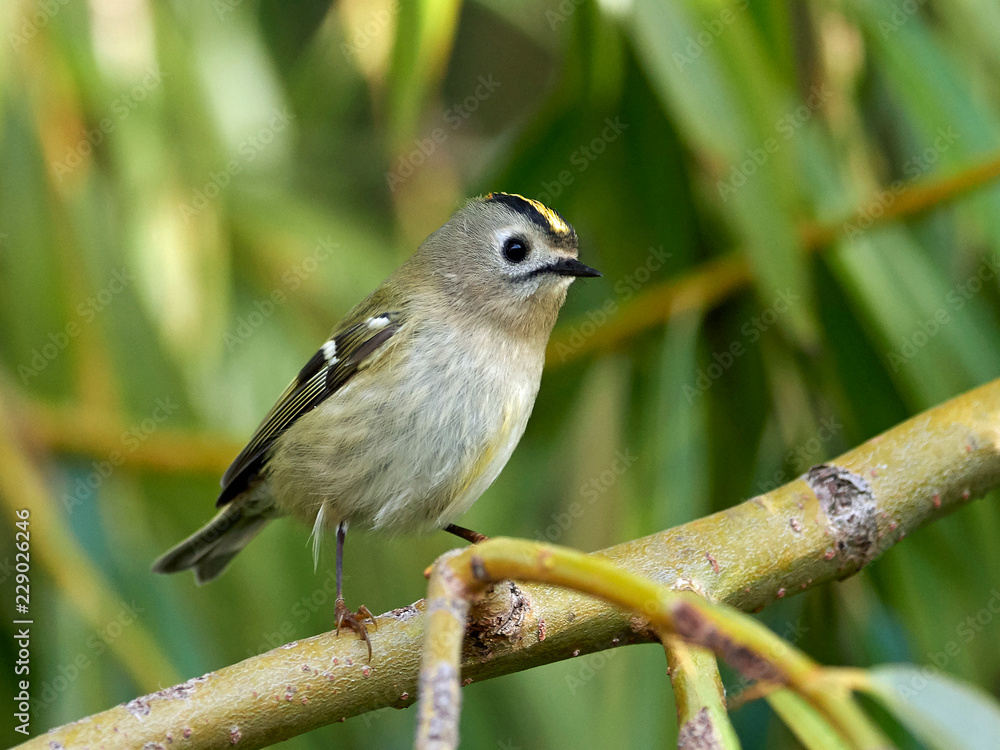 Fototapeta premium Goldcrest (Regulus regulus)
