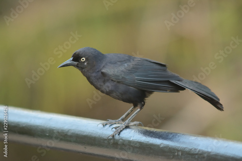 Yellow eyed black bird perched on a railing