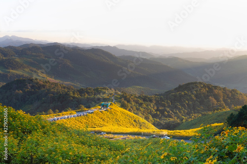 Landscape of Tree Marigold,Great View During The Blooming Season at