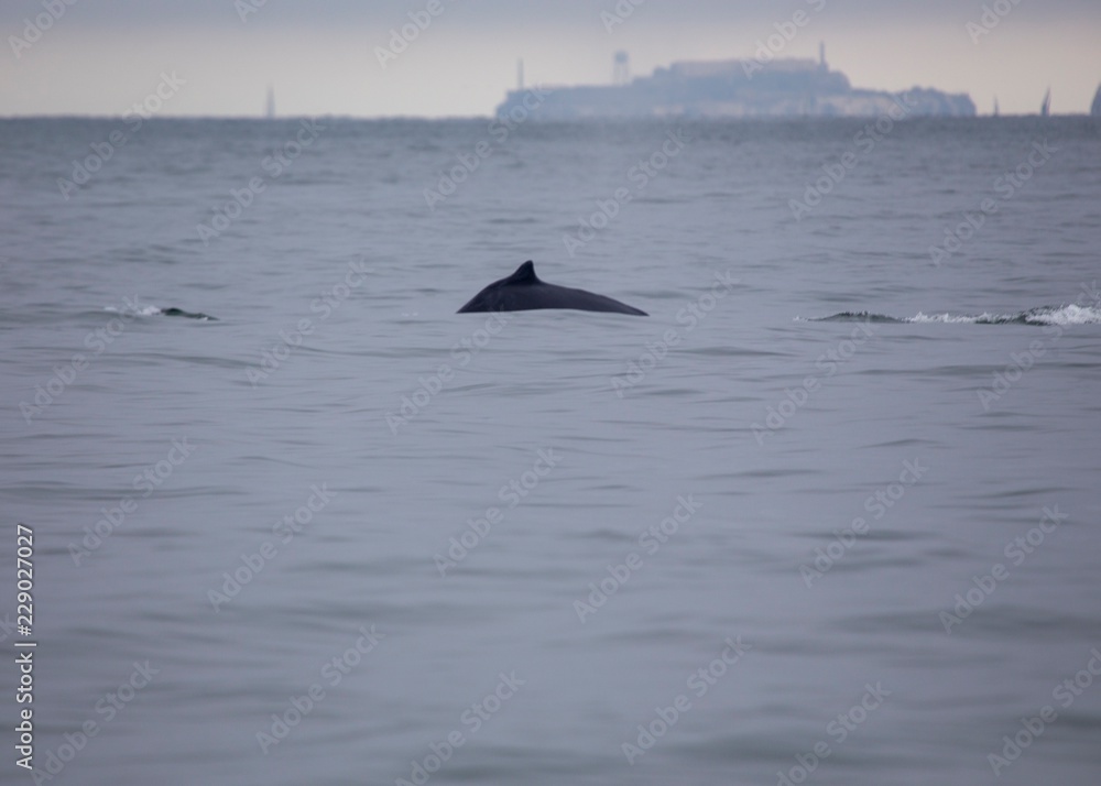 Fototapeta premium Humpback Whale (Megaptera novaeangliae)