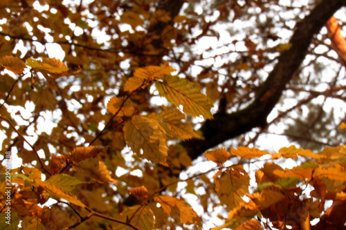 autumn leaves on tree