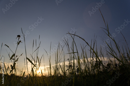 silhouette grass field on sunset background