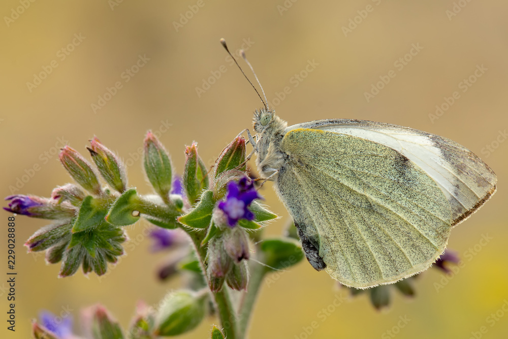 Pieridae / Yalancı Beyazmelek / / Pieris pseudorapae Pieridae / Yalancı Beyazmelek / / Pieris pseudorapae
