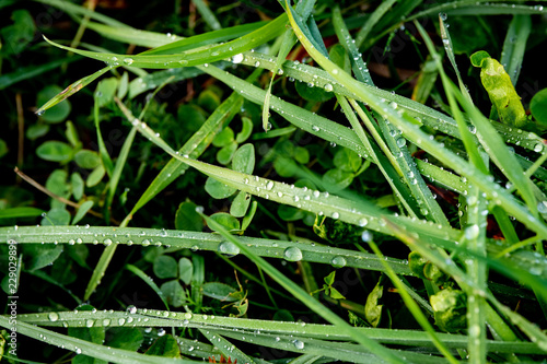 A close - up photograph of wet grass and wet leaves 