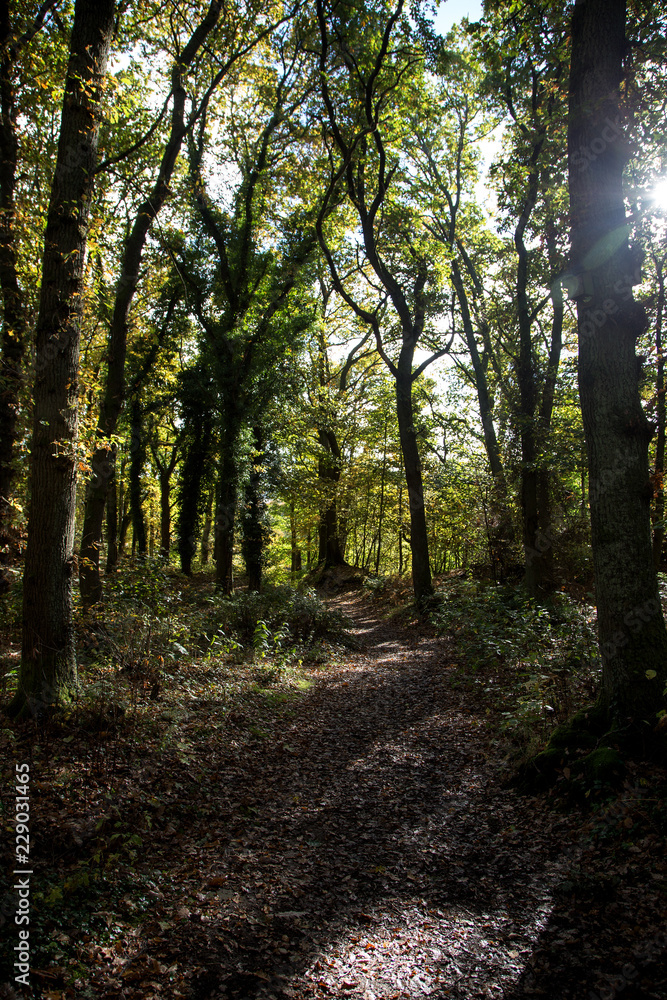 Autumnal Morning Sunlight on a Forest Pathway