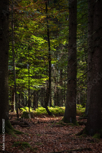 herbstlicher Wald in der Eifel © ramonmaesfotografie
