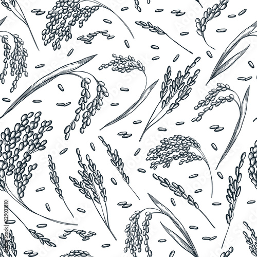 Rice cereal ears, vector seamless pattern. Sketch hand drawn illustration. Asian food package background