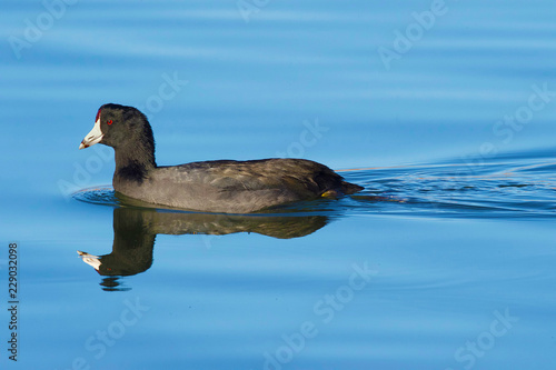 American Coot Swimming