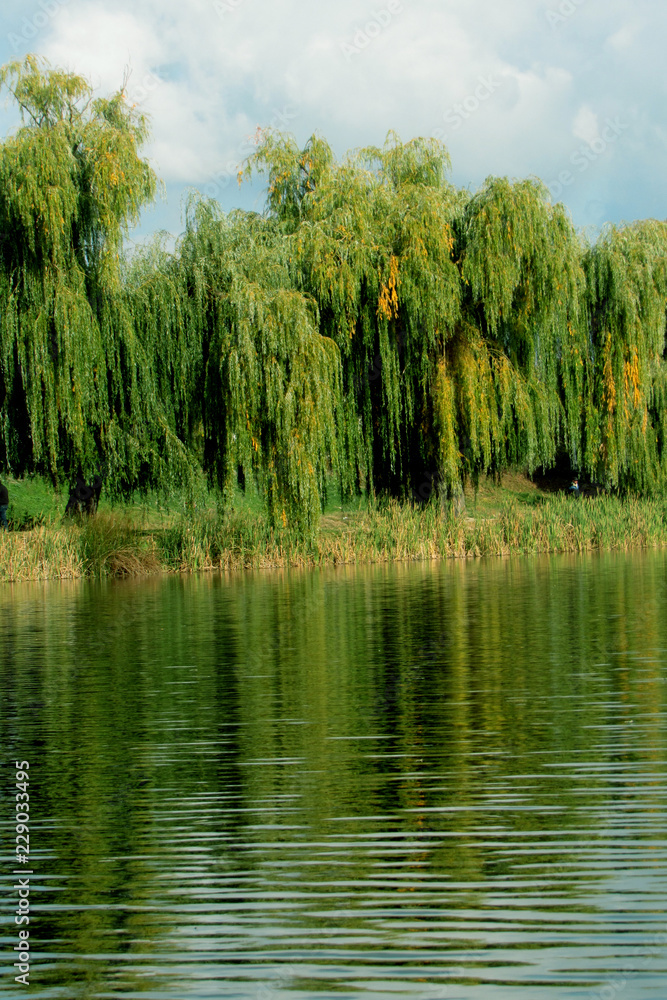 lake in forest lake in forest