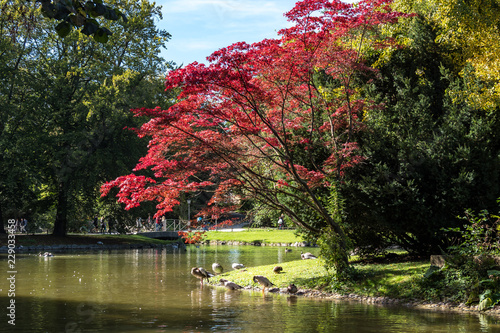 München - Herbst im Englischen Garten photo