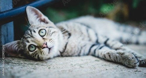 Photography the kitten