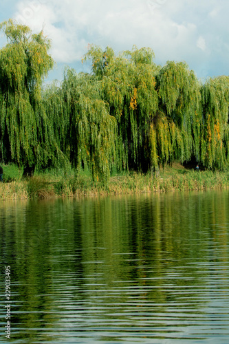 lake in forest