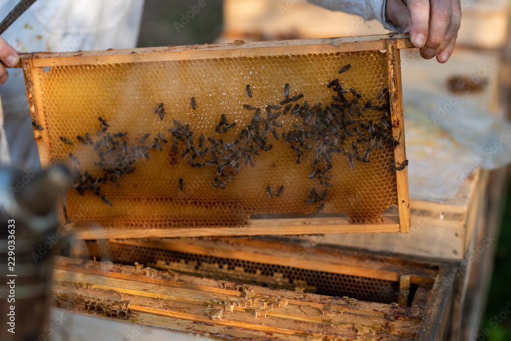 Imker beim kontrollieren der Bienen im Herbst Imker beim kontrollieren der Bienen im Herbst